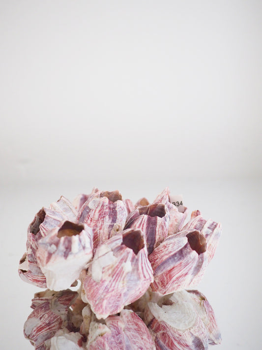 Barnacle ca. 13 cm - aus