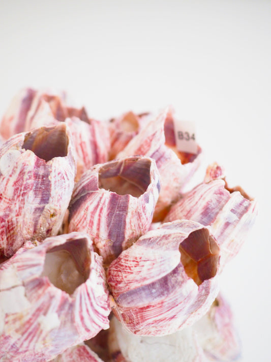 Barnacle ca. 13 cm - aus