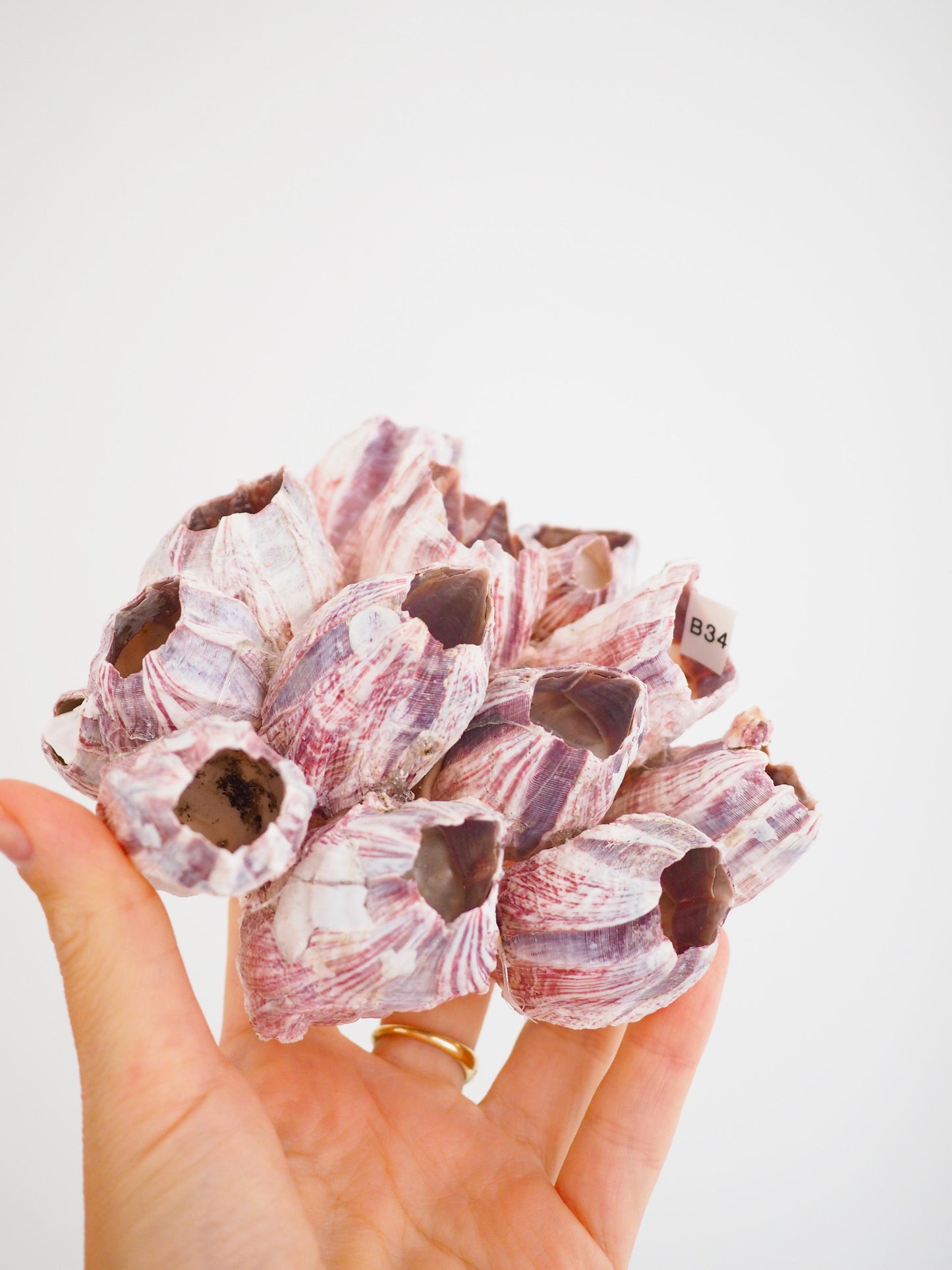 Barnacle ca. 13 cm - aus