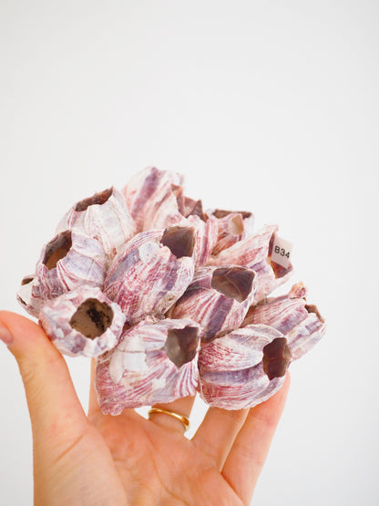 Barnacle ca. 13 cm - aus