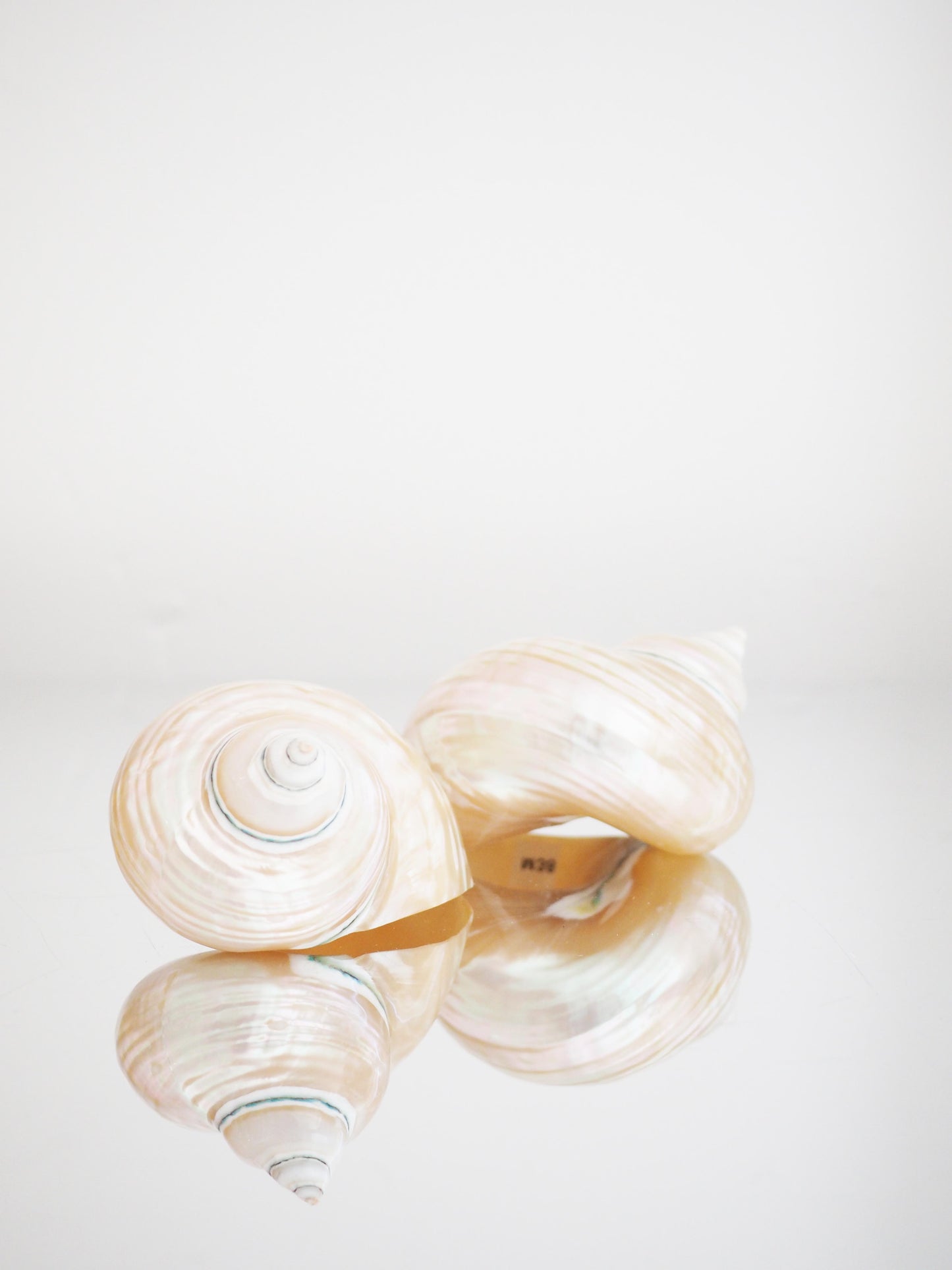 Turbo Imperialis Shiny Muschel Turbo Imperialis ca. 9 cm - Madagascar