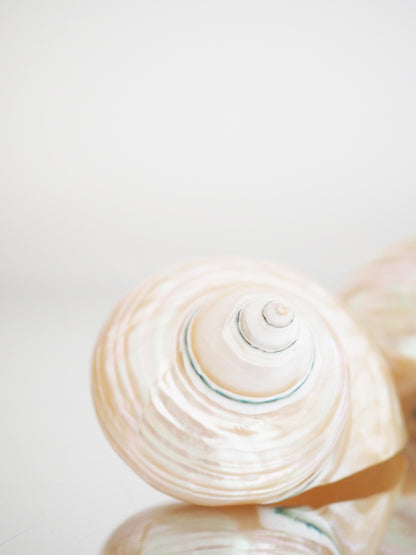 Turbo Imperialis Shiny Muschel Turbo Imperialis ca. 9 cm - Madagascar