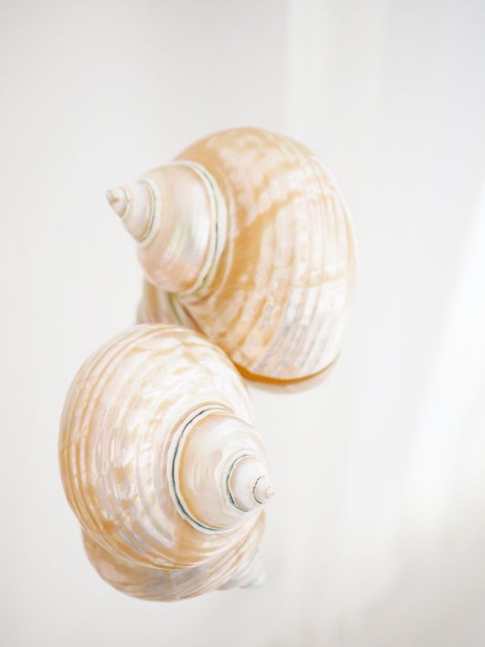 Turbo Imperialis Shiny Muschel Turbo Imperialis ca. 9 cm - Madagascar