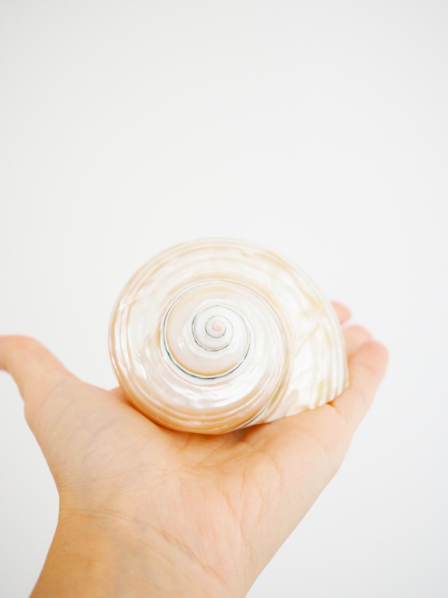 Turbo Imperialis Shiny Muschel Turbo Imperialis ca. 9 cm - Madagascar