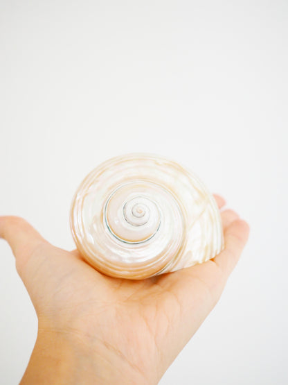 Turbo Imperialis Shiny Muschel Turbo Imperialis ca. 9 cm - Madagascar