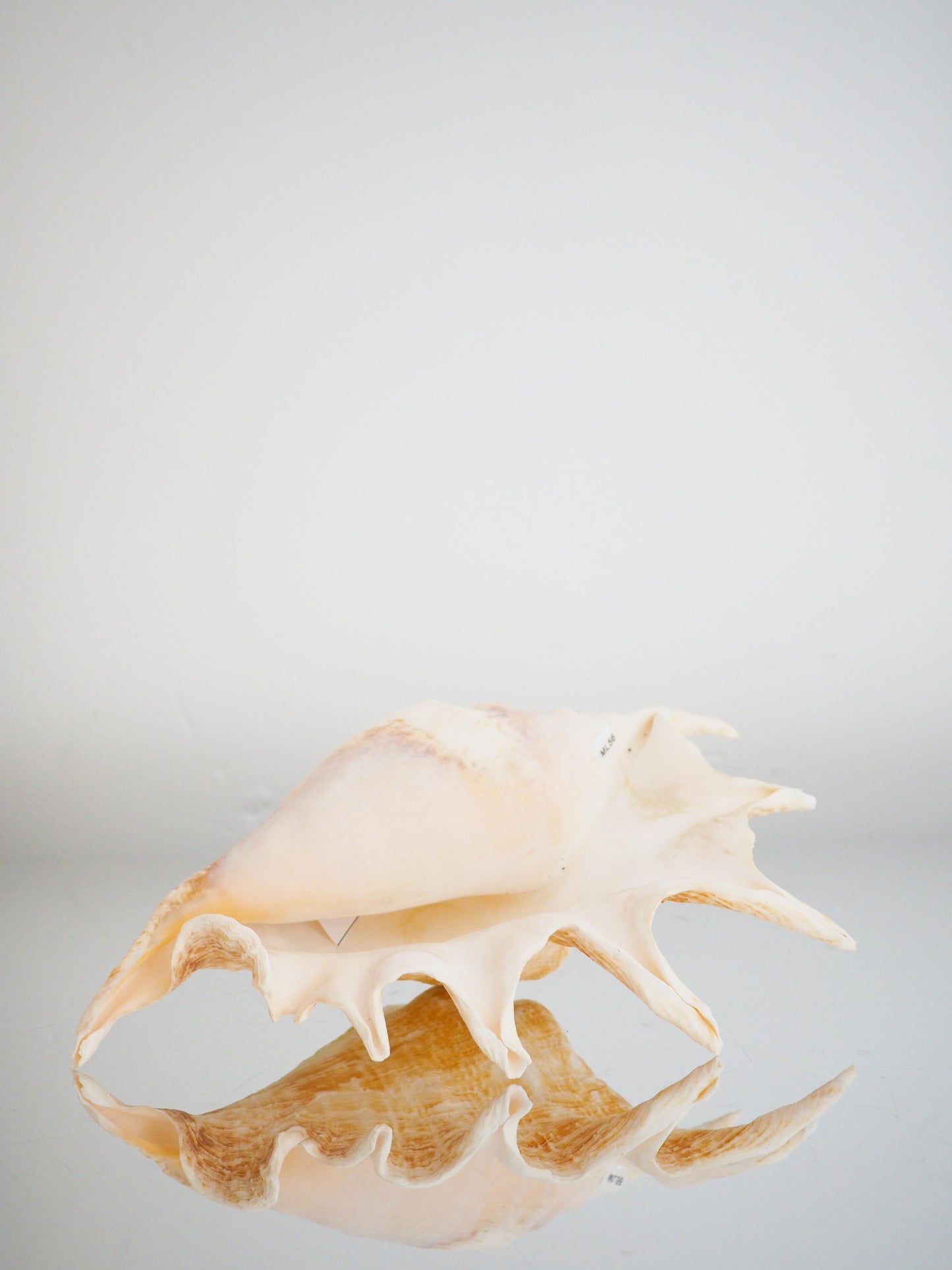 Lambis Truncata Muschel . Schnecke ca. 30 cm - Madagascar Common Quality