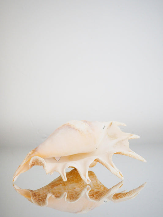 Lambis Truncata Muschel . Schnecke ca. 30 cm - Madagascar Common Quality