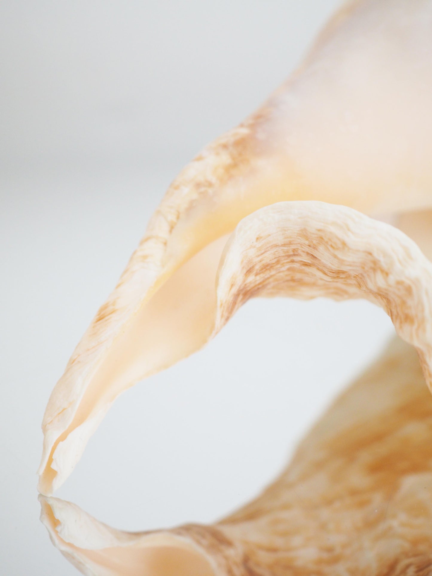 Lambis Truncata Muschel . Schnecke ca. 30 cm - Madagascar Common Quality