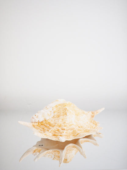 Lambis Truncata Muschel . Schnecke ca. 30 cm - Madagascar Common Quality