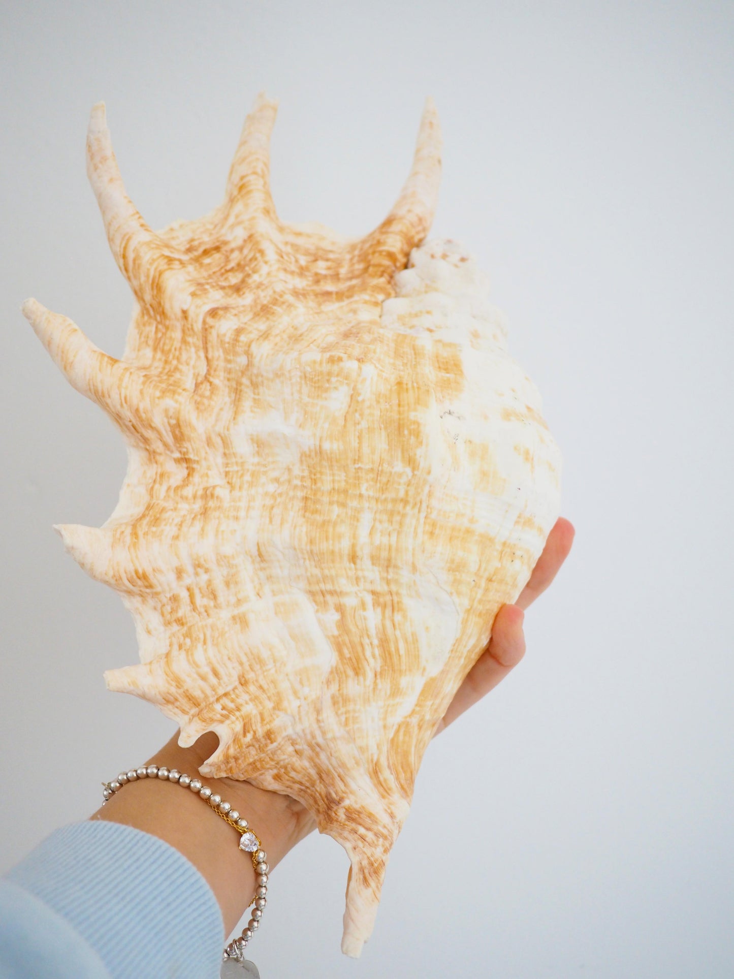 Lambis Truncata Muschel . Schnecke ca. 30 cm - Madagascar Common Quality