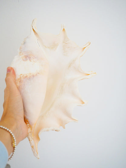 Lambis Truncata Muschel . Schnecke ca. 30 cm - Madagascar Common Quality