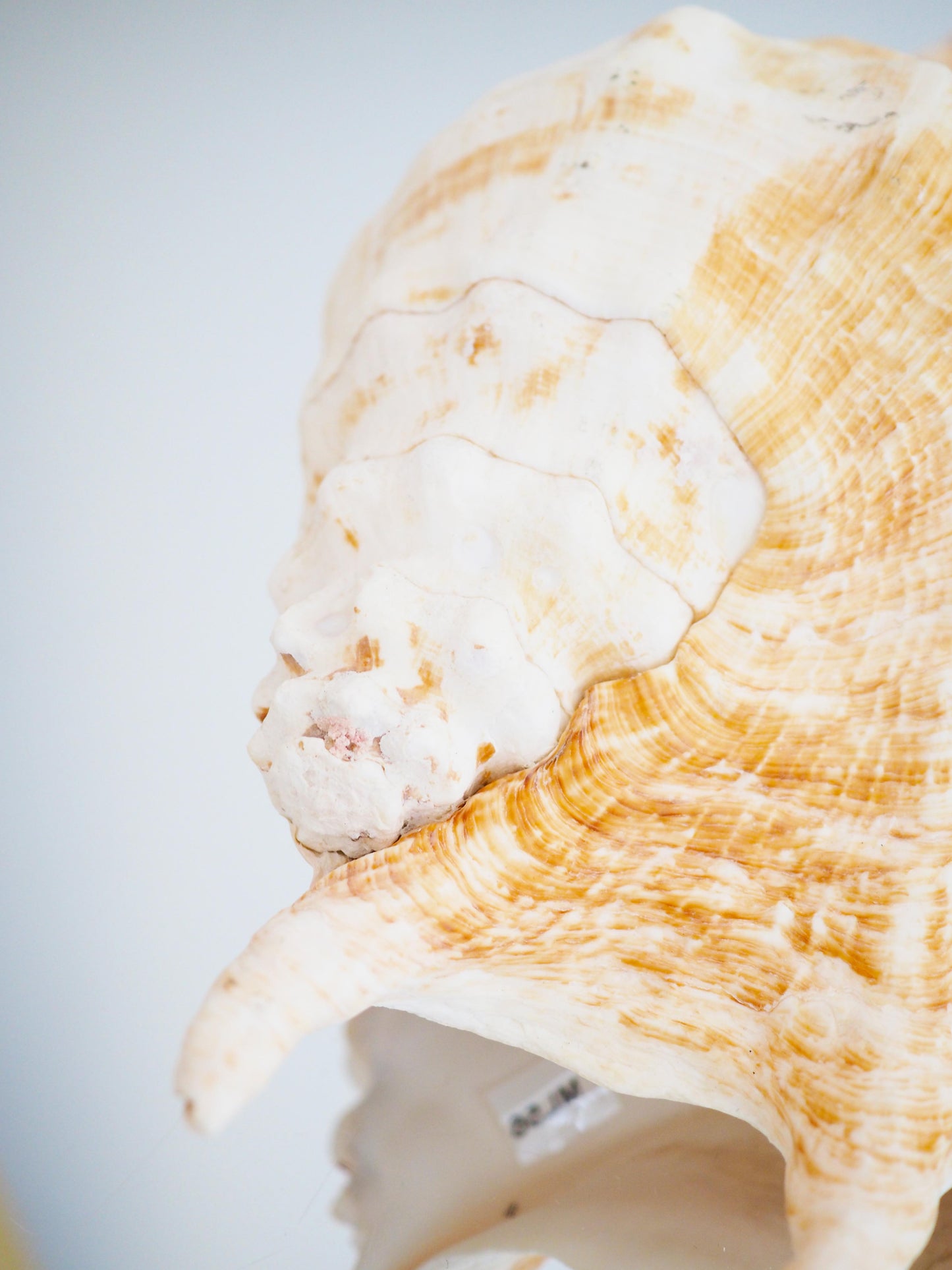 Lambis Truncata Muschel ca. 35 cm - Madagascar HIGH QUALITY