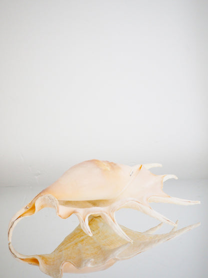 Lambis Truncata Muschel ca. 35 cm - Madagascar HIGH QUALITY