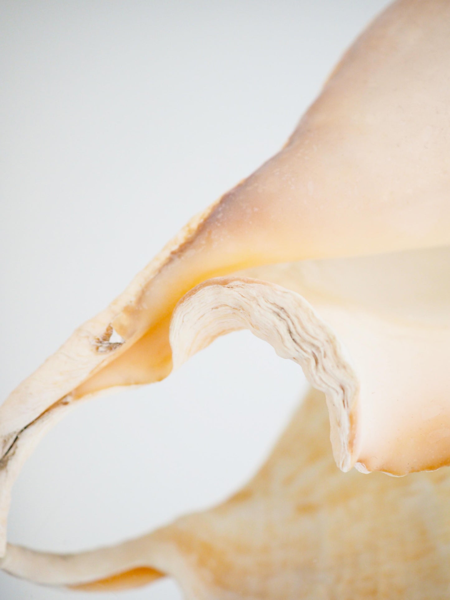 Lambis Truncata Muschel ca. 35 cm - Madagascar HIGH QUALITY