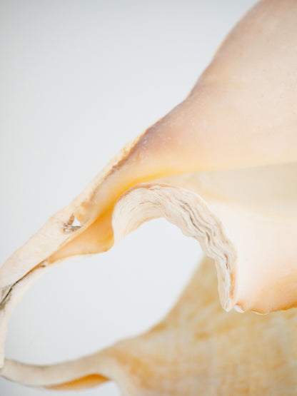 Lambis Truncata Muschel ca. 35 cm - Madagascar HIGH QUALITY