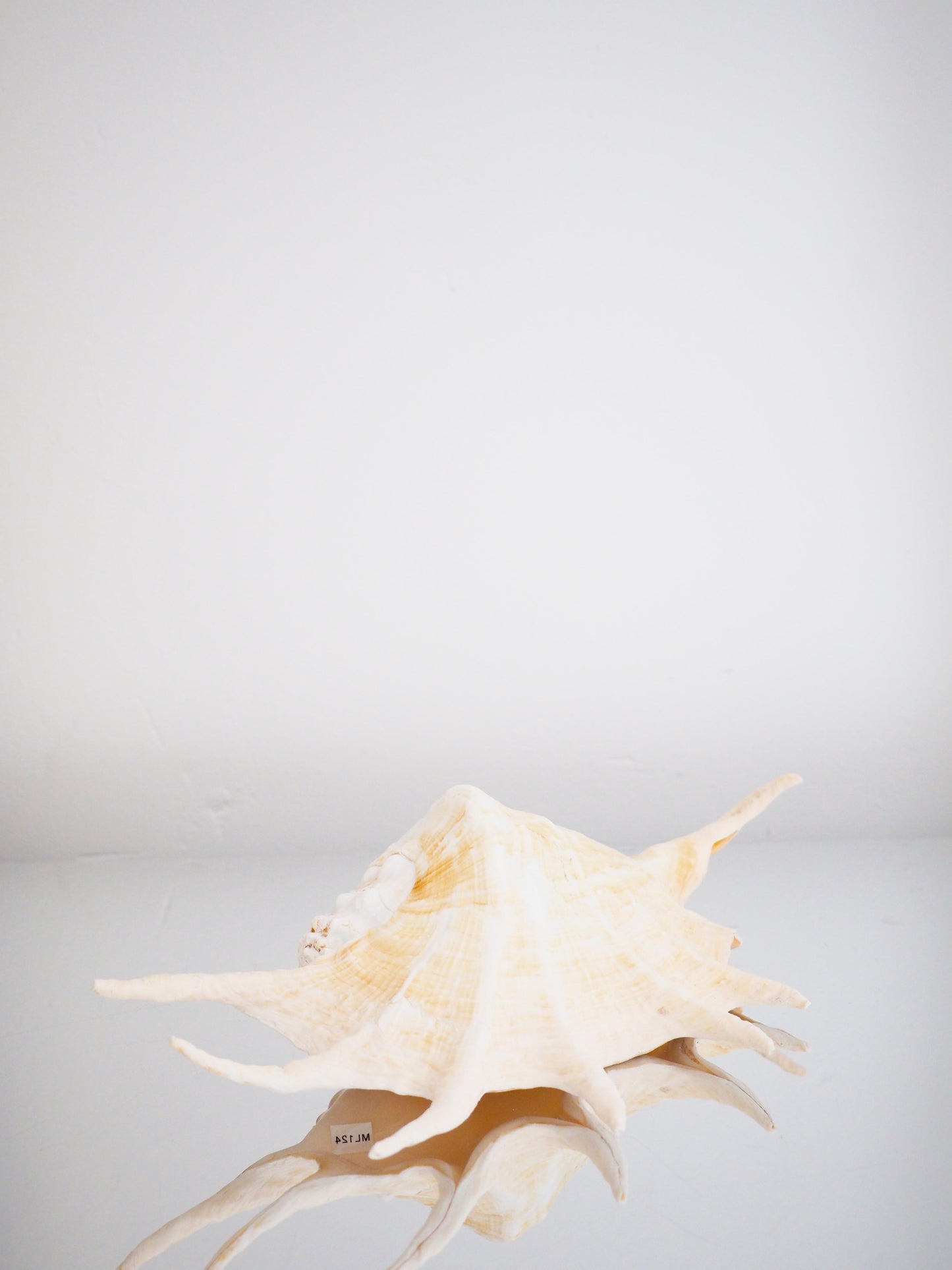 Lambis Truncata Muschel ca. 35 cm - Madagascar HIGH QUALITY