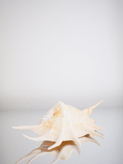 Lambis Truncata Muschel ca. 35 cm - Madagascar HIGH QUALITY