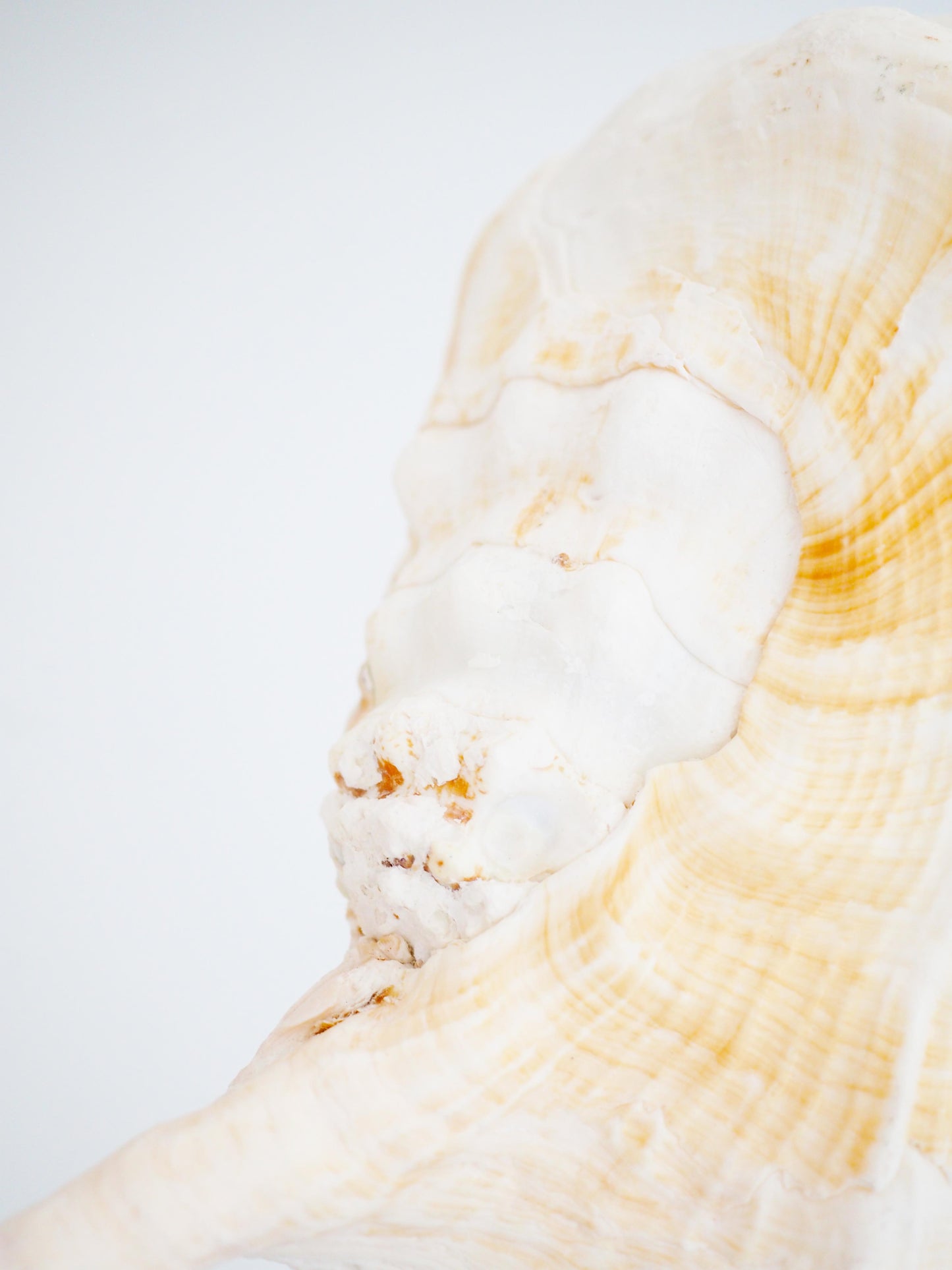 Lambis Truncata Muschel ca. 35 cm - Madagascar HIGH QUALITY