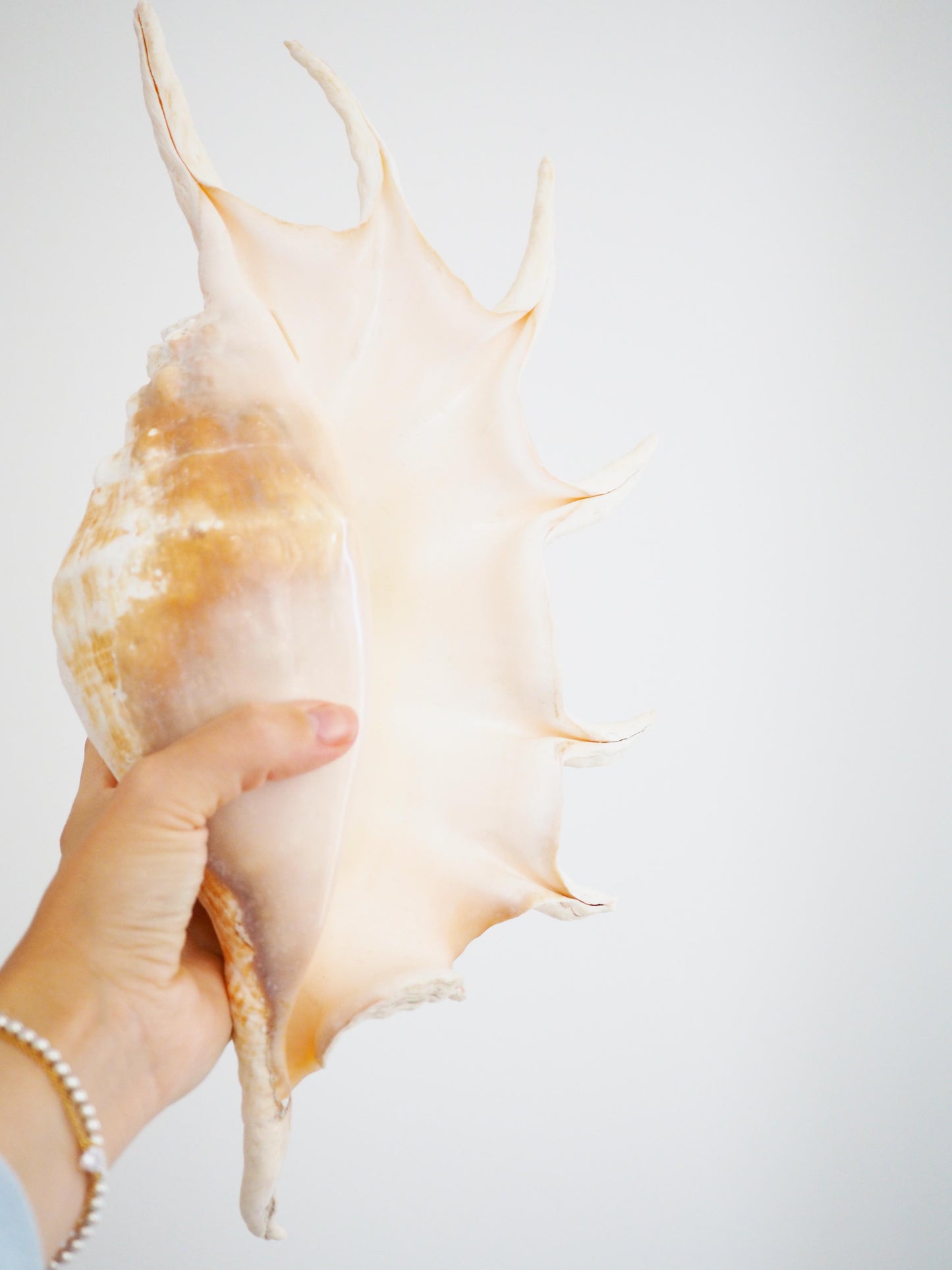 Lambis Truncata Muschel ca. 35 cm - Madagascar HIGH QUALITY