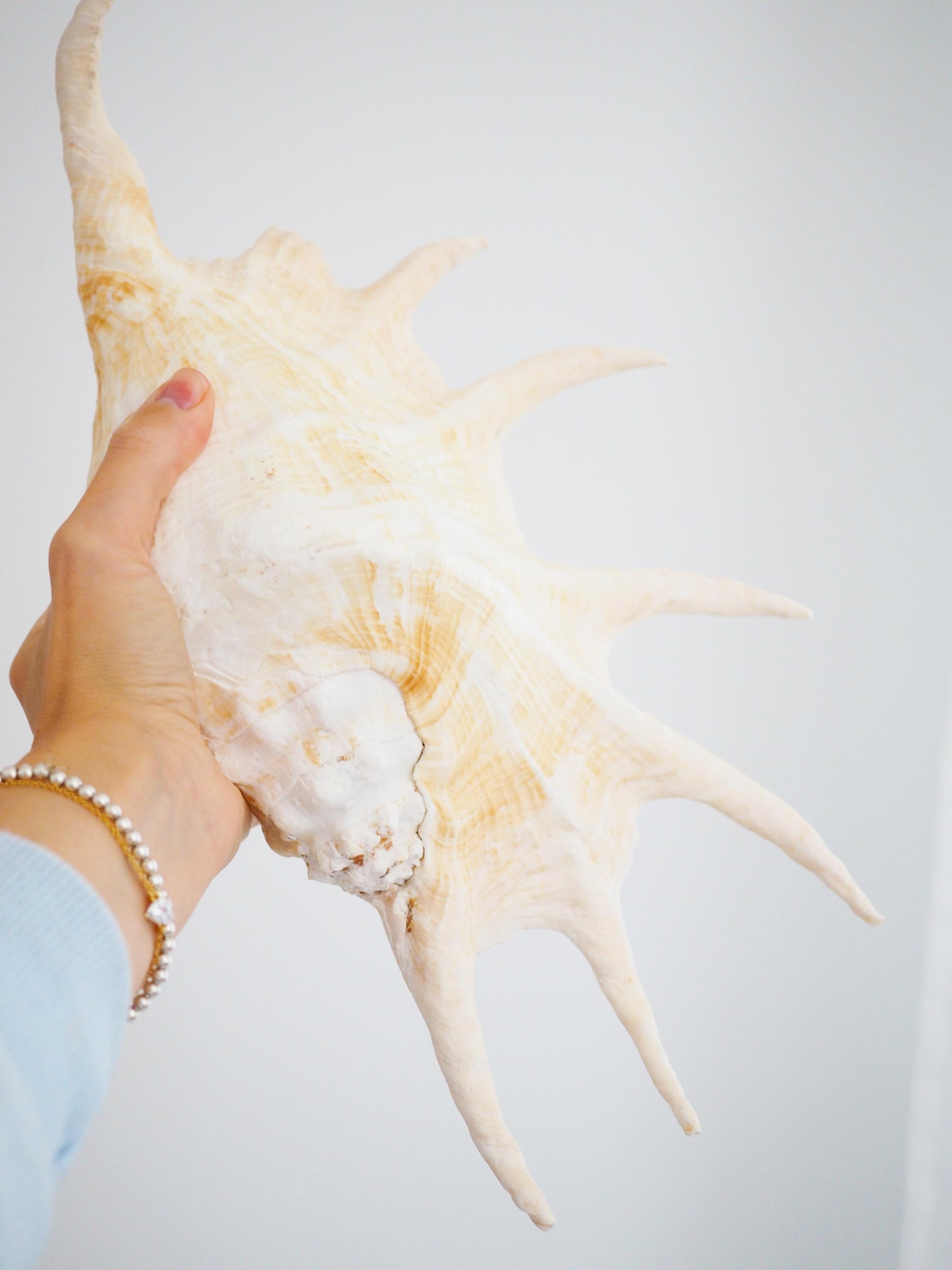 Lambis Truncata Muschel ca. 35 cm - Madagascar HIGH QUALITY