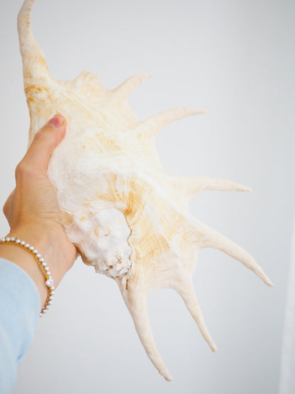 Lambis Truncata Muschel ca. 35 cm - Madagascar HIGH QUALITY