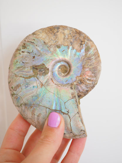 Regenbogen Schnecke. Versteinert Ammonit (Fossil) ca. 11 cm aus Madagascar RARE