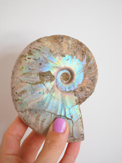 Regenbogen Schnecke. Versteinert Ammonit (Fossil) ca. 11 cm aus Madagascar RARE