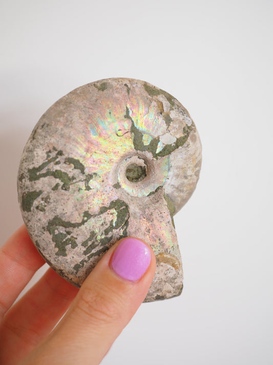 Regenbogen Schnecke. Versteinert Ammonit (Fossil) ca. 8.5 cm aus Madagascar RARE