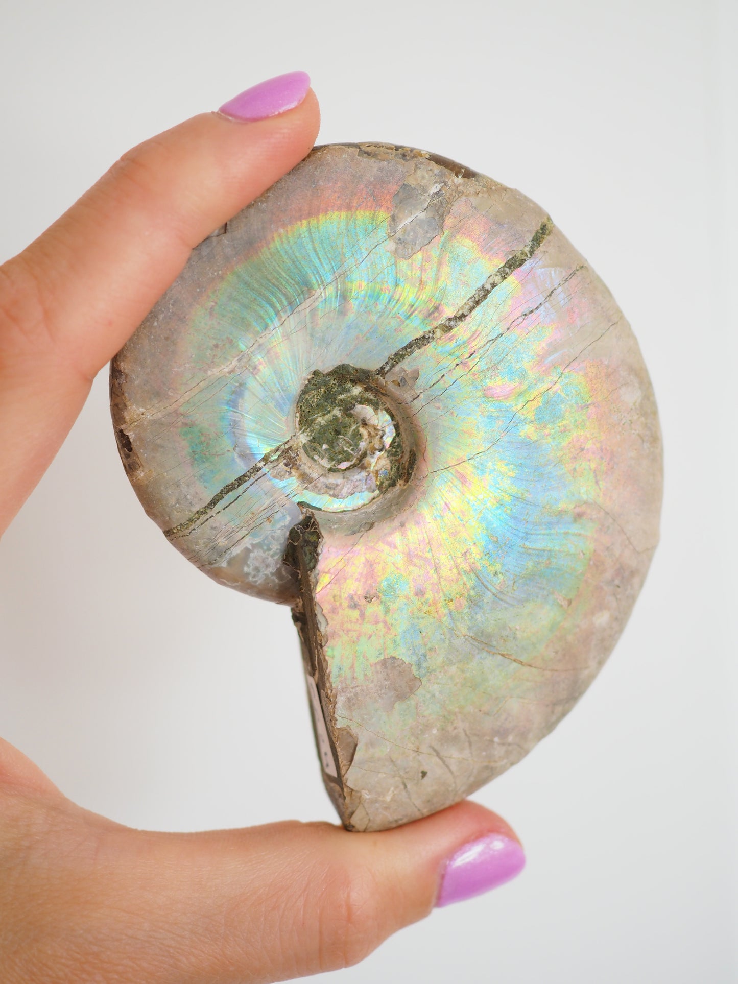 Regenbogen Schnecke. Versteinert Ammonit (Fossil) ca. 8.5 cm aus Madagascar RARE