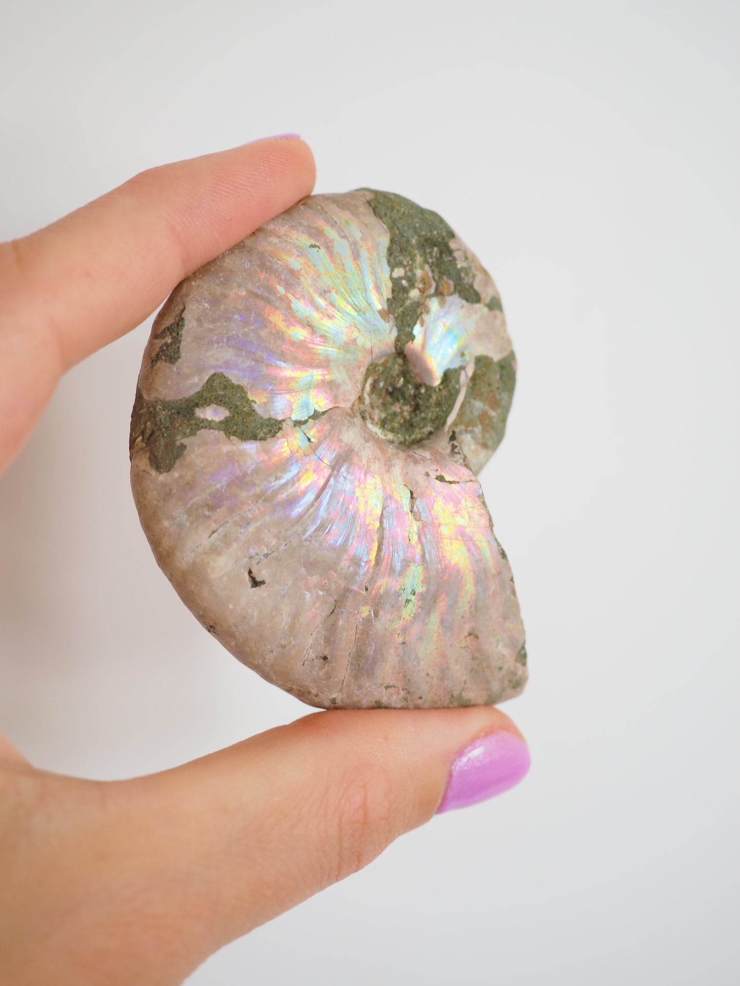 Regenbogen Schnecke. Versteinert Ammonit (Fossil) ca. 6.5 cm aus Madagascar RARE