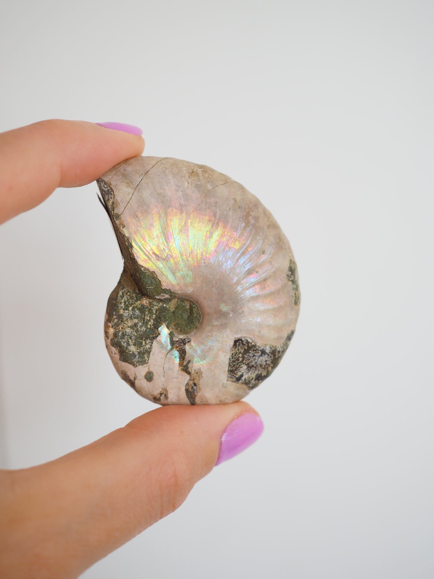 Regenbogen Schnecke. Versteinert Ammonit (Fossil) ca. 5.5 cm aus Madagascar RARE