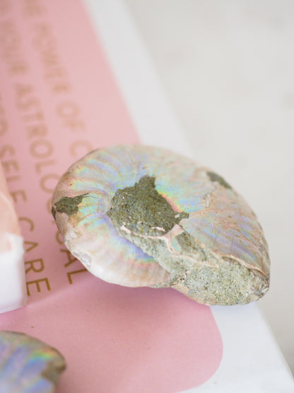 MINI Regenbogen Schnecke. Versteinert Ammonit (Fossil) ca. 3-4 cm aus Madagascar RARE