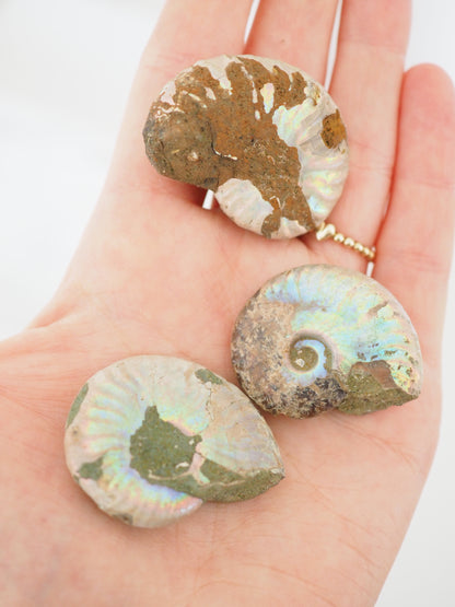 MINI Regenbogen Schnecke. Versteinert Ammonit (Fossil) ca. 3-4 cm aus Madagascar RARE