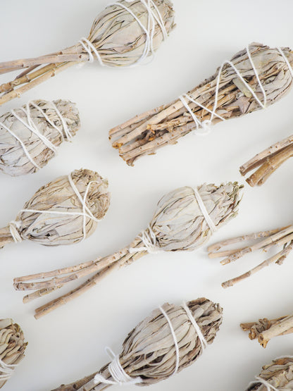 Weisser Salbei . White Sage . Biologischer Abbau aus Californien