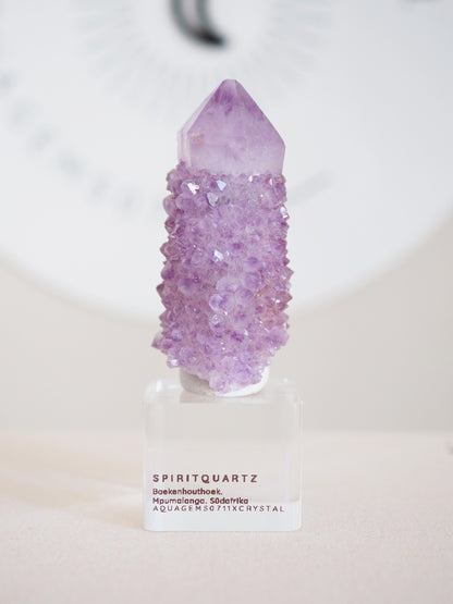 Kaktus Quarz . Spirit Quartz - aus Boekenhouthoek. Mpumalanga. Südafrika HIGH QUALITY