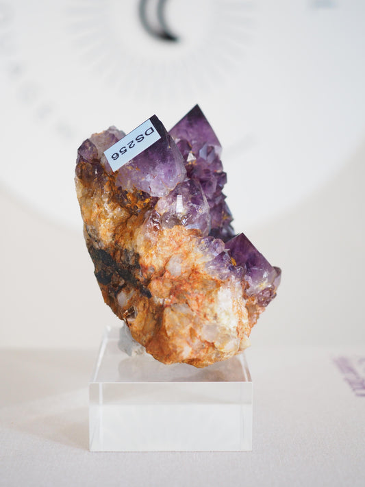 Amethyst Kaktus Quarz Cluster Deep Violett . Spirit Quartz - aus Boekenhouthoek. Mpumalanga. Südafrika HIGH QUALITY