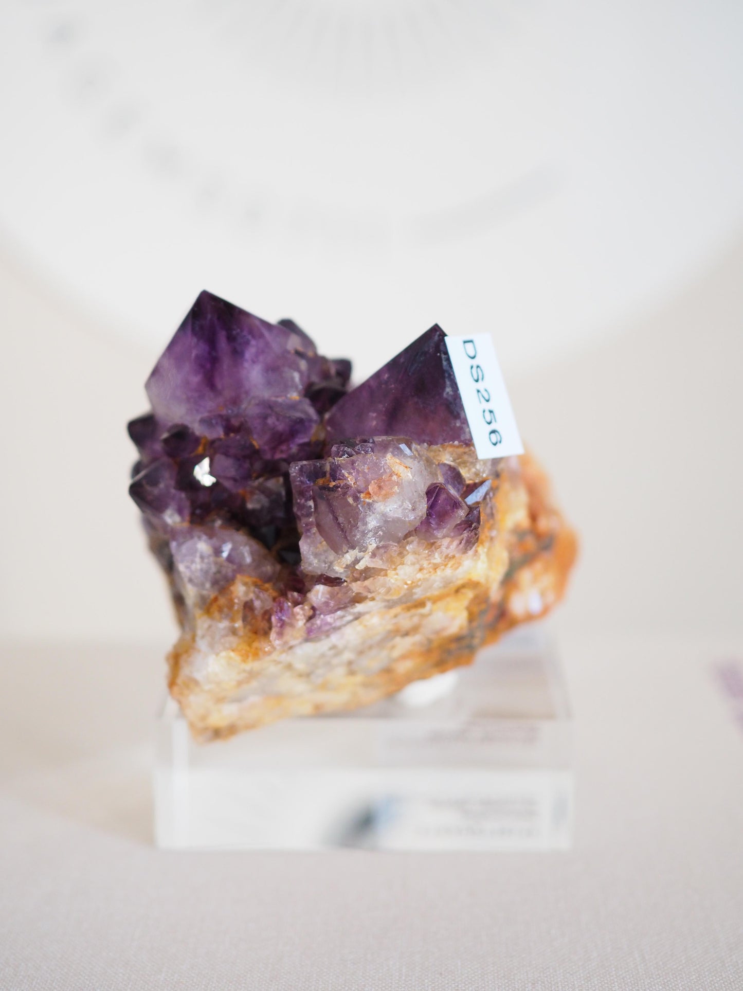 Amethyst Kaktus Quarz Cluster Deep Violett . Spirit Quartz - aus Boekenhouthoek. Mpumalanga. Südafrika HIGH QUALITY