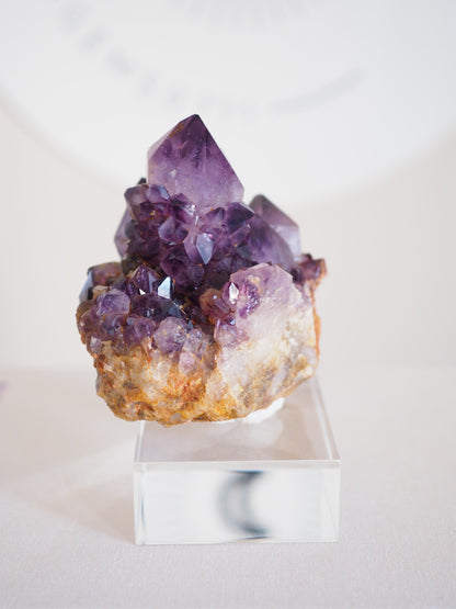 Amethyst Kaktus Quarz Cluster Deep Violett . Spirit Quartz - aus Boekenhouthoek. Mpumalanga. Südafrika HIGH QUALITY