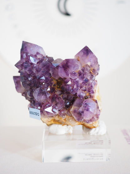 Amethyst Kaktus Quarz Cluster Deep Violett . Spirit Quartz - aus Boekenhouthoek. Mpumalanga. Südafrika HIGH QUALITY
