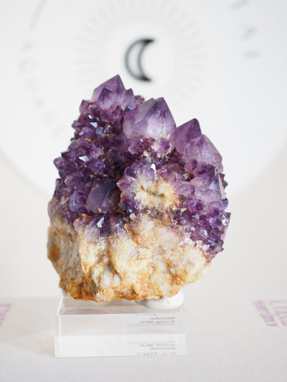 Amethyst Kaktus Quarz Cluster Deep Violett . Spirit Quartz - aus Boekenhouthoek. Mpumalanga. Südafrika HIGH QUALITY