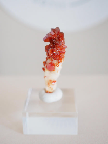 Vanadinit X Baryt Specimen - aus Mibladen Bergbau Bezirk . Midelt. Marokko HIGH QUALITY