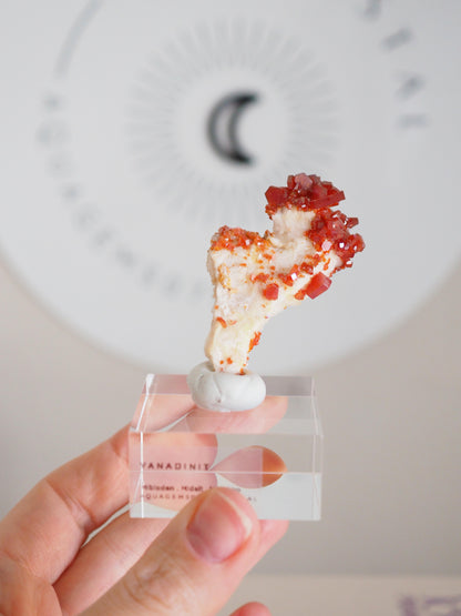 Vanadinit X Baryt Specimen - aus Mibladen Bergbau Bezirk . Midelt. Marokko HIGH QUALITY