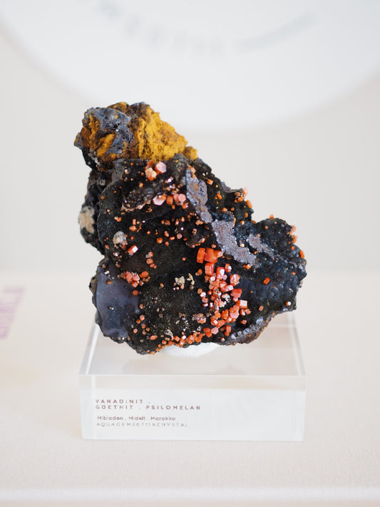 Vanadinit X Psilomelane X Goethite- aus Mibladen Bergbau Bezirk . Midelt. Marokko