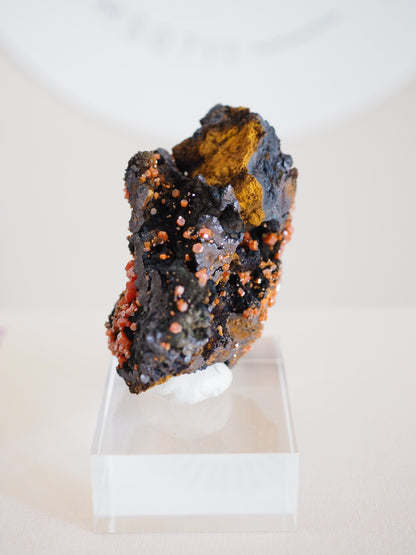 Vanadinit X Psilomelane X Goethite- aus Mibladen Bergbau Bezirk . Midelt. Marokko