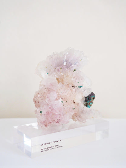 Amethyst Flower . Amethyst Blume Specimen - Rio Grande do Sul . Brasilien HIGH QUALITY