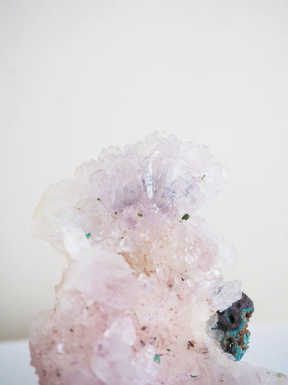Amethyst Flower . Amethyst Blume Specimen - Rio Grande do Sul . Brasilien HIGH QUALITY