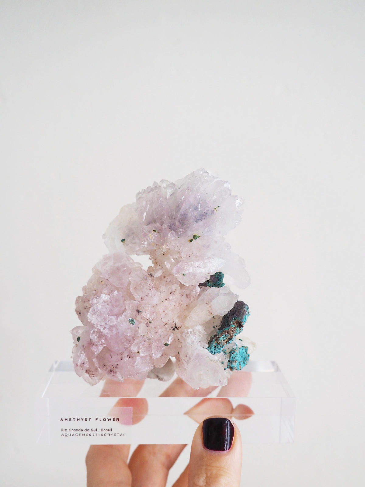 Amethyst Flower . Amethyst Blume Specimen - Rio Grande do Sul . Brasilien HIGH QUALITY