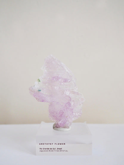 Amethyst Flower . Amethyst Blume Specimen - Rio Grande do Sul . Brasilien HIGH QUALITY