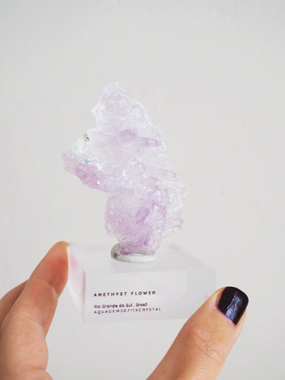Amethyst Flower . Amethyst Blume Specimen - Rio Grande do Sul . Brasilien HIGH QUALITY