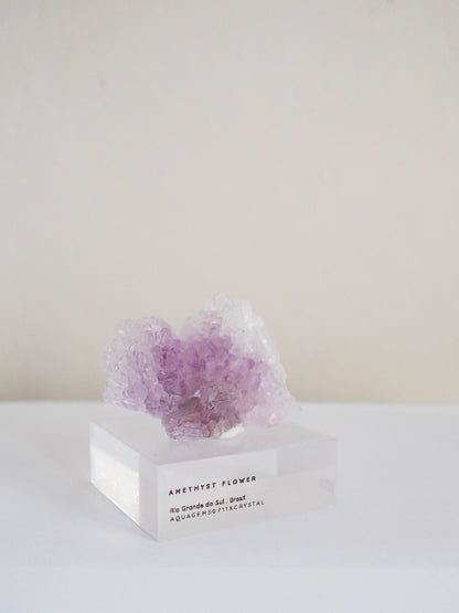Amethyst Flower . Amethyst Blume Specimen - Rio Grande do Sul . Brasilien HIGH QUALITY